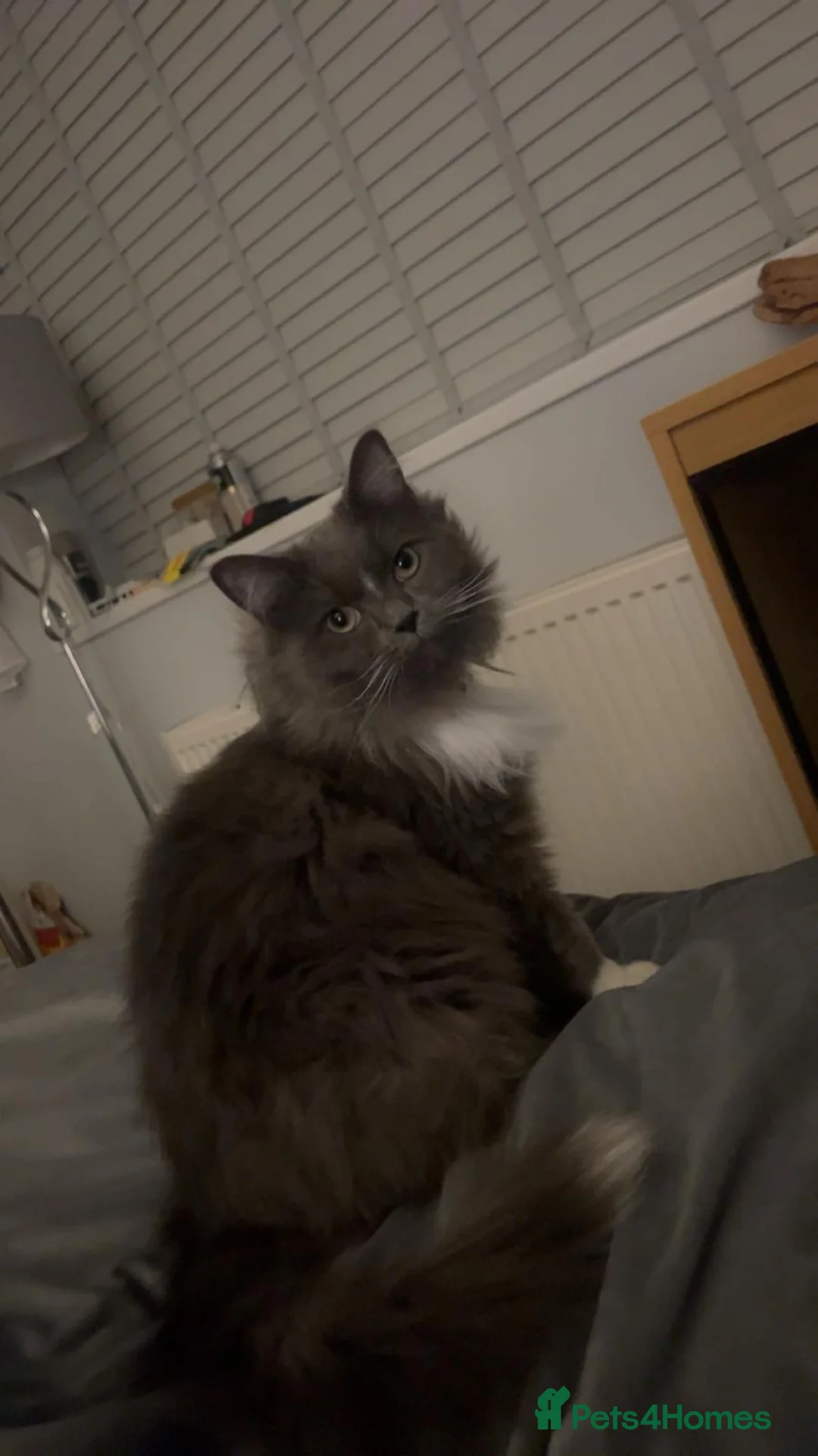 Mixed Breed cats for sale: 3 year old ragdoll cross  in Bournemouth - Advert 1