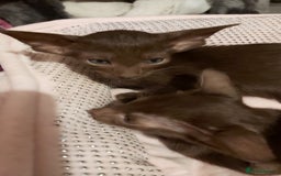 Oriental cats for sale: Full Pedigree Oriental 1 Kitten XL size ears GCCF - Advert 36