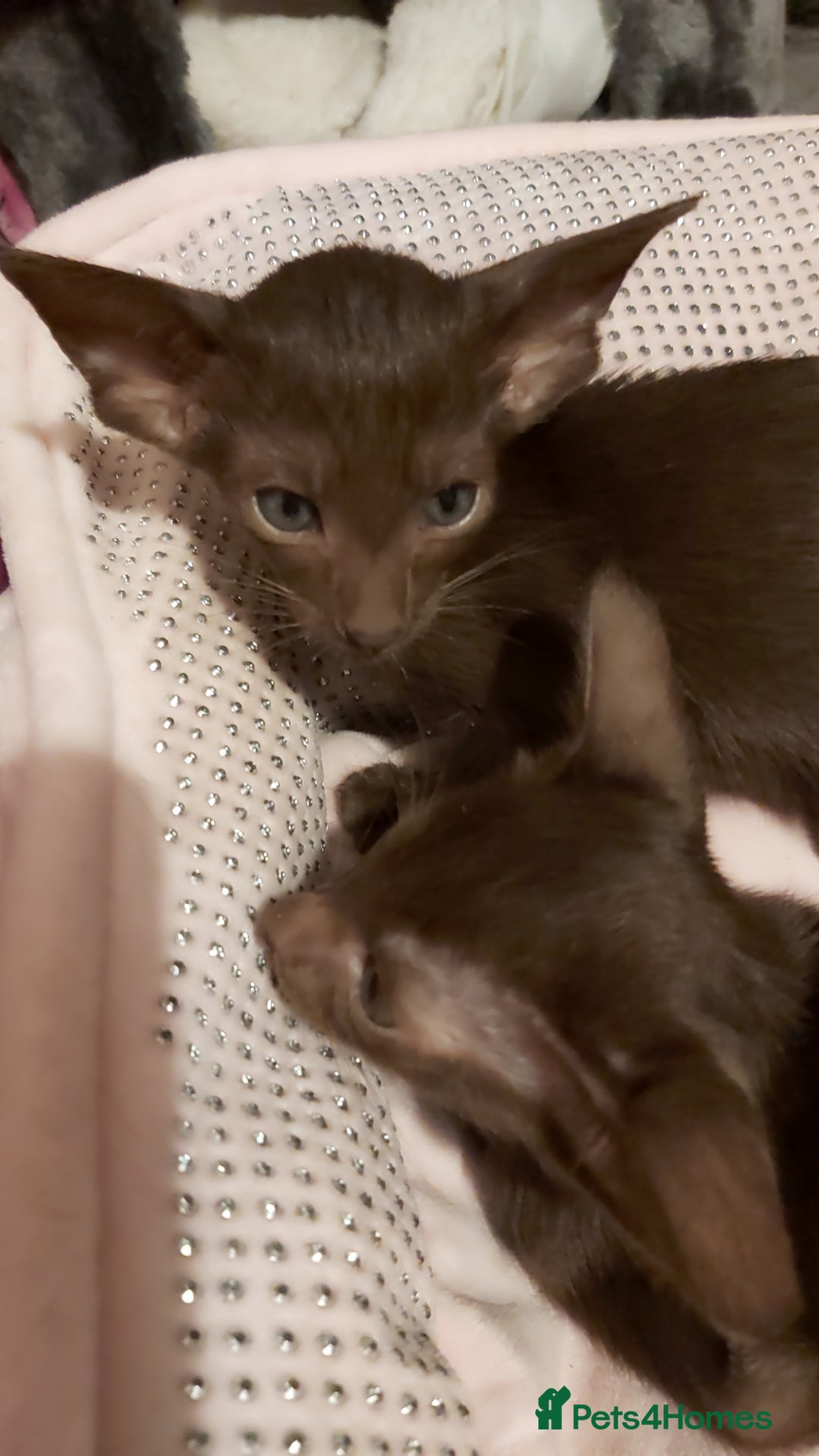 Oriental cats for sale: Full Pedigree Oriental 1 Kitten XL size ears GCCF - Advert 36