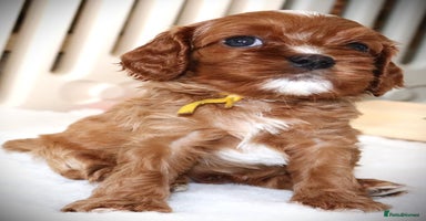 Cavapoo dogs - Advert 1