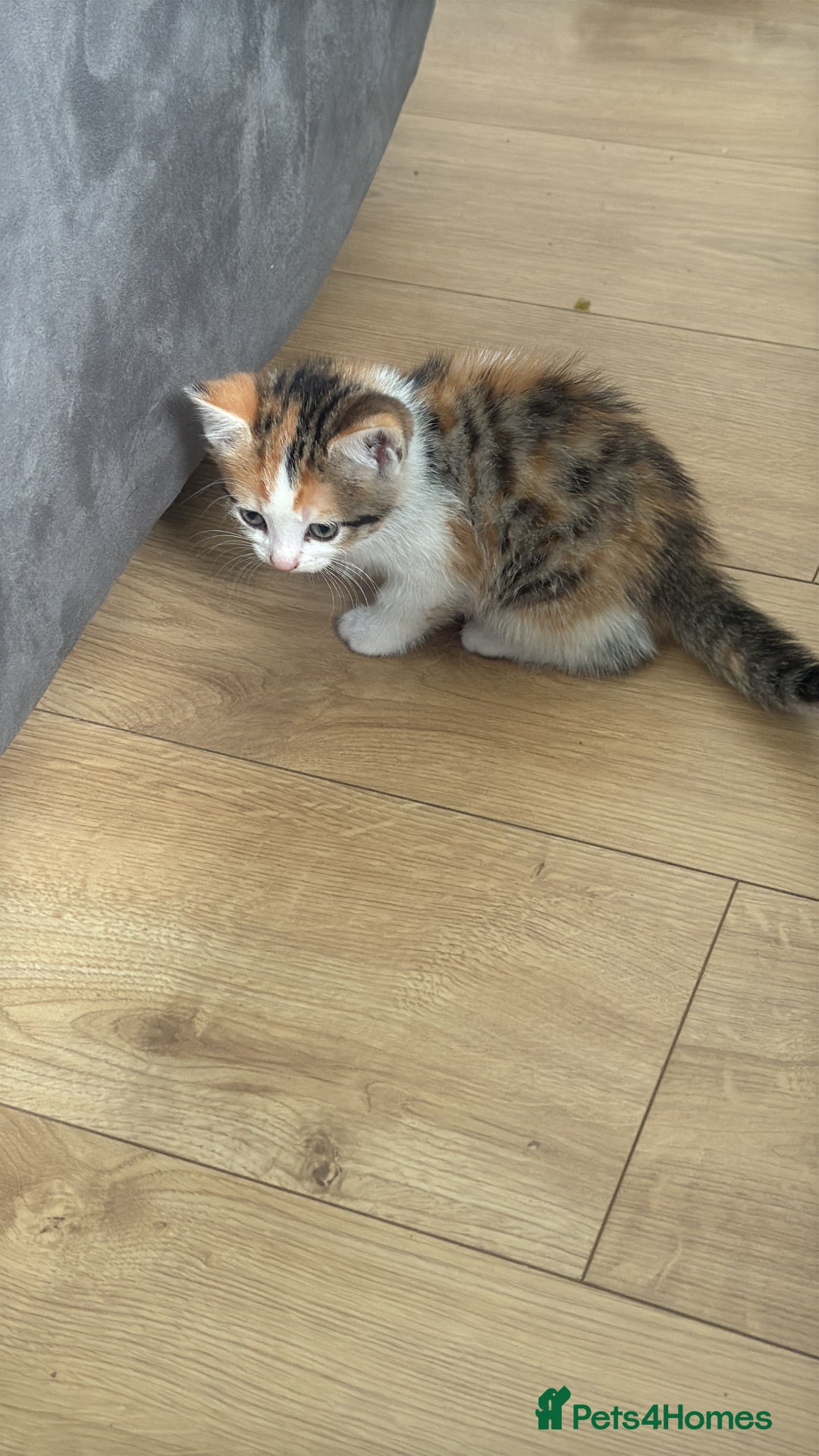 British Shorthair cats for sale: 10 week old kitten female for sale  - Image 4