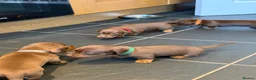 Dachshund dogs for sale: Dachshund puppies - Advert 5