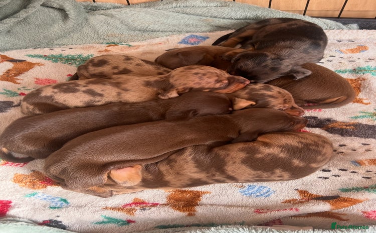 Dachshund dogs - Advert 1