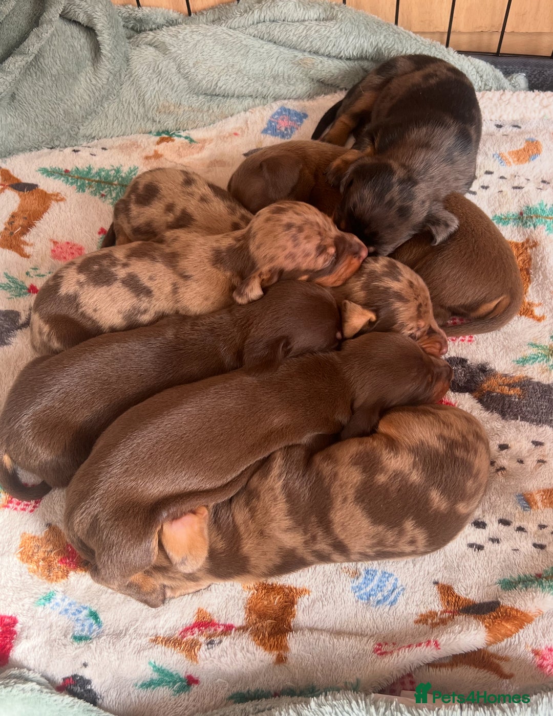 Dachshund dogs for sale: 7 Dachshund Puppies light & dark dapple and brown - Image 1
