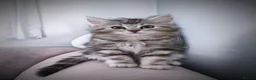 Siberian cats for sale: 🐾 Stunning Siberian cross Maine Coon Kittens 🐾 - Advert 27