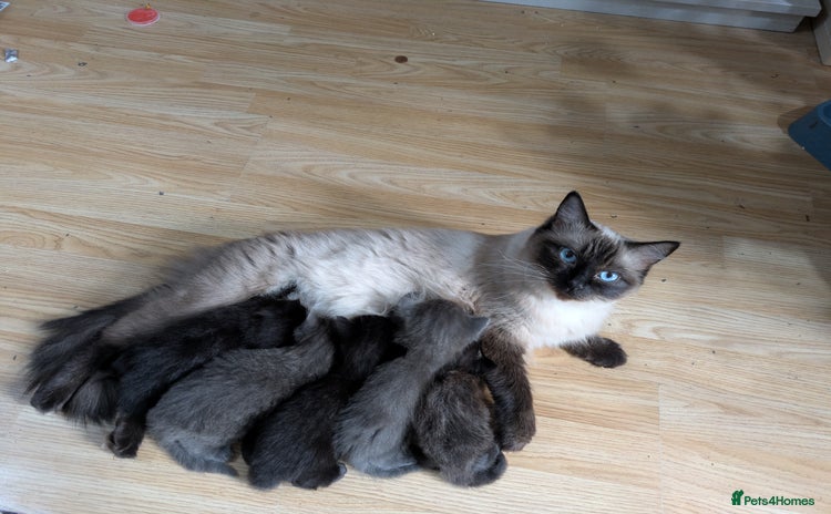 Ragdoll cats - Advert 1