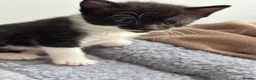 Mixed Breed cats for sale: Beautiful Affectionate Kittens - Advert 19
