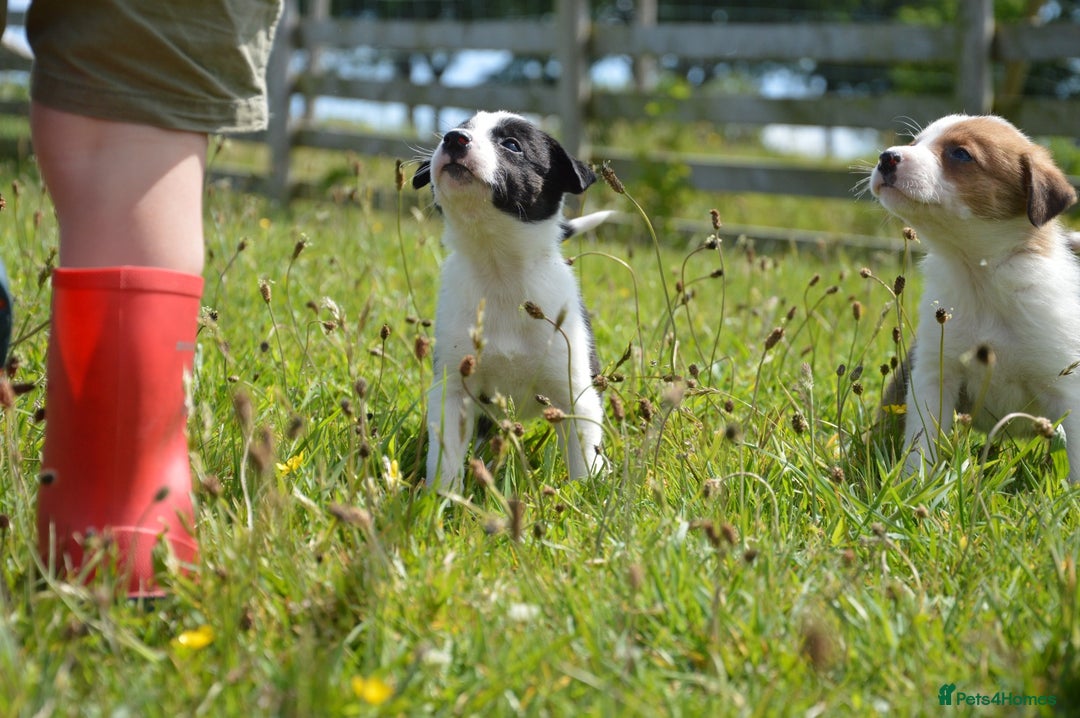 Mixed Breed dogs for sale: Beautiful Border Collie pups - Image 11