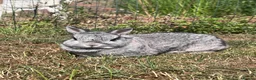 Netherland Dwarf rabbits for sale: netherland dwarf female  - Advert 2