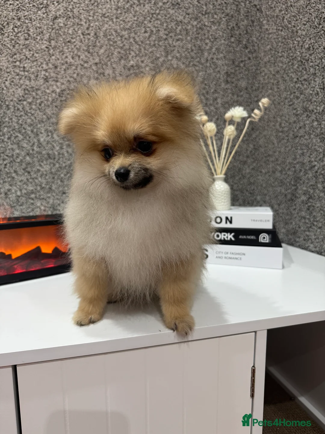 Pomeranian dogs for sale: KC registered boy! - Advert 8