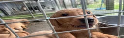 Labrador Retriever dogs for sale: KC Registered Fox Red Puppies in Dunkeld - Advert 7