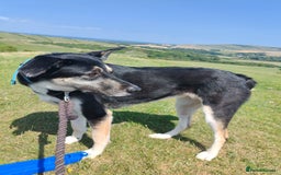 Mixed Breed dogs for sale: 2 years old Female - Image 2