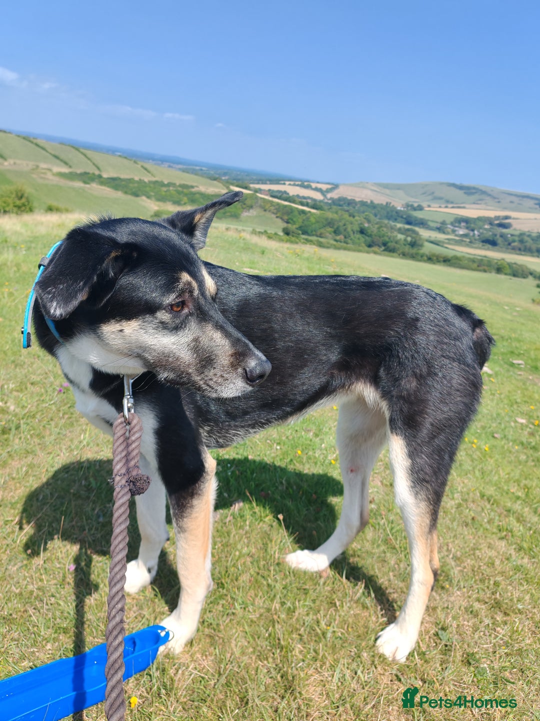 Mixed Breed dogs for sale: 2 years old Female - Image 2