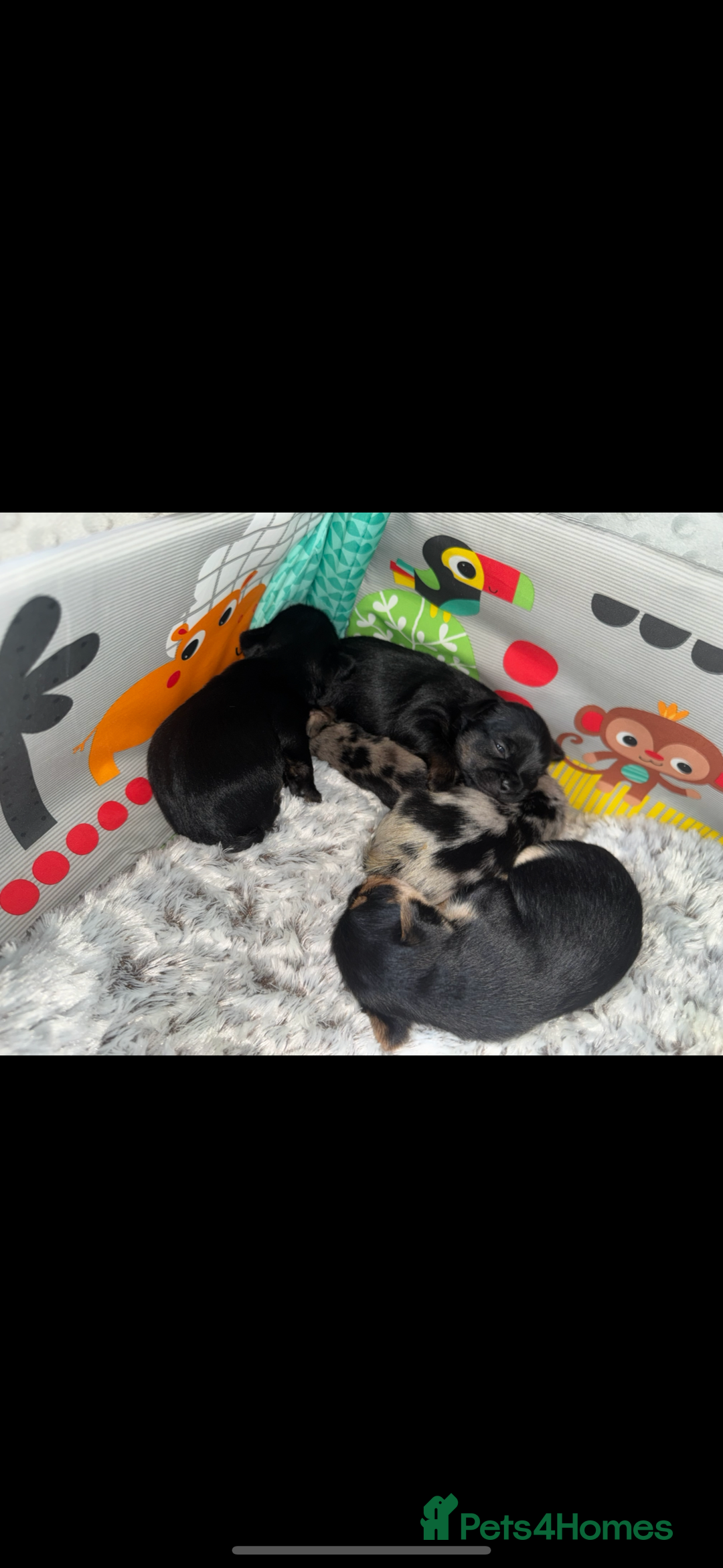 Mixed Breed dogs for sale: French yorkie (frorkie) puppies  - Image 1