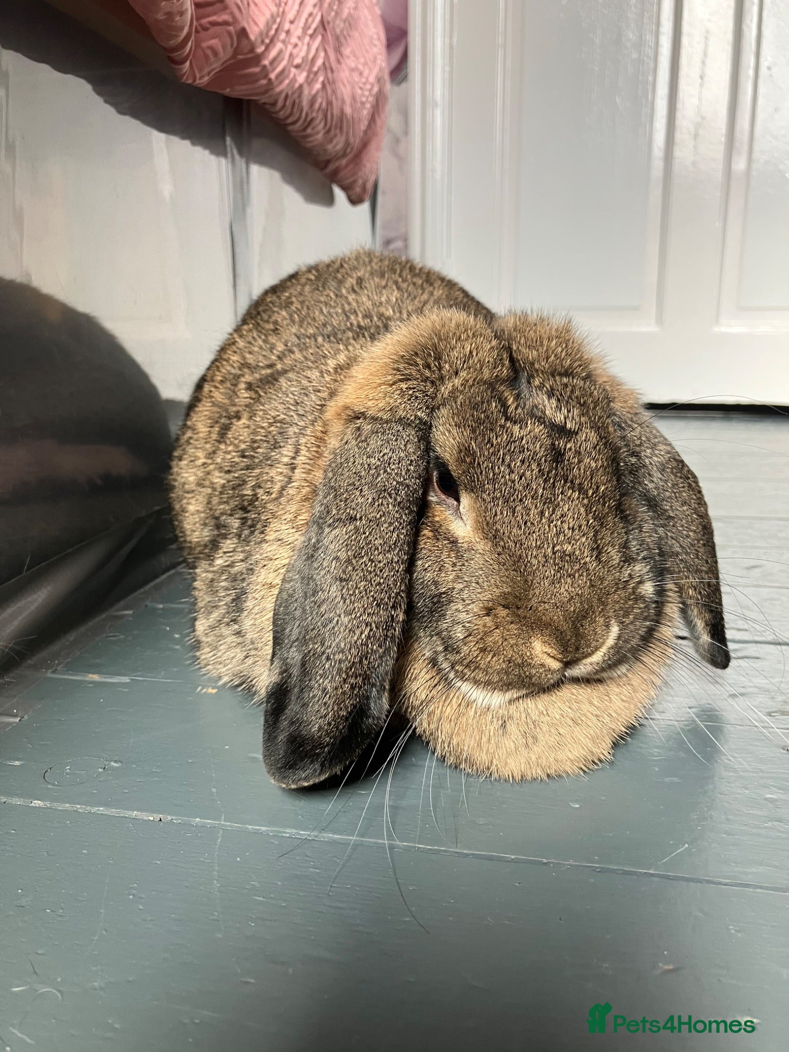 French Lop rabbits Onion - Advert 1