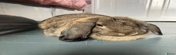 French Lop rabbits for sale: Onion in Bristol - Advert 1