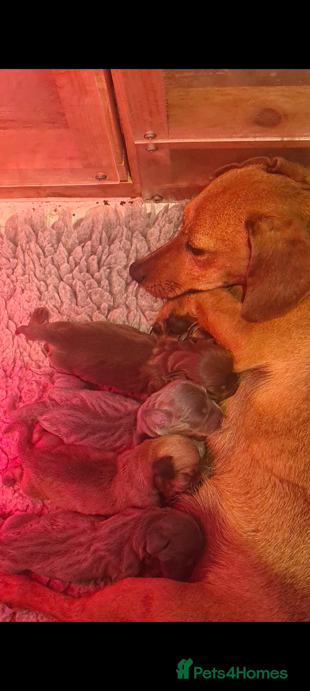 Mixed Breed dogs for sale: Patterjack x daxies  - Image 9