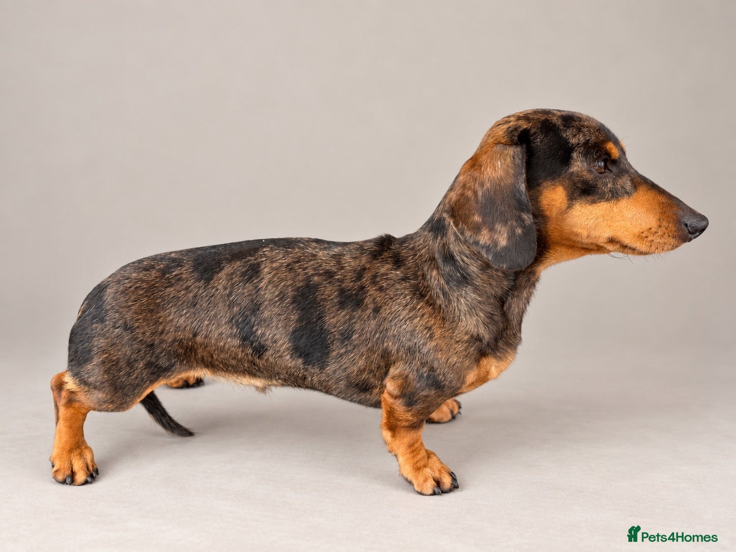 Miniature Dachshund dogs KC Registered Silver Dapple Miniature Dachshund - Advert 6