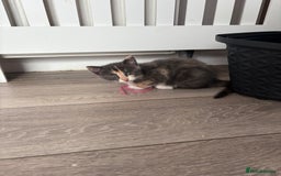 Domestic Shorthair cats for sale: Last little girl kitten from litter of 5  - Image 6
