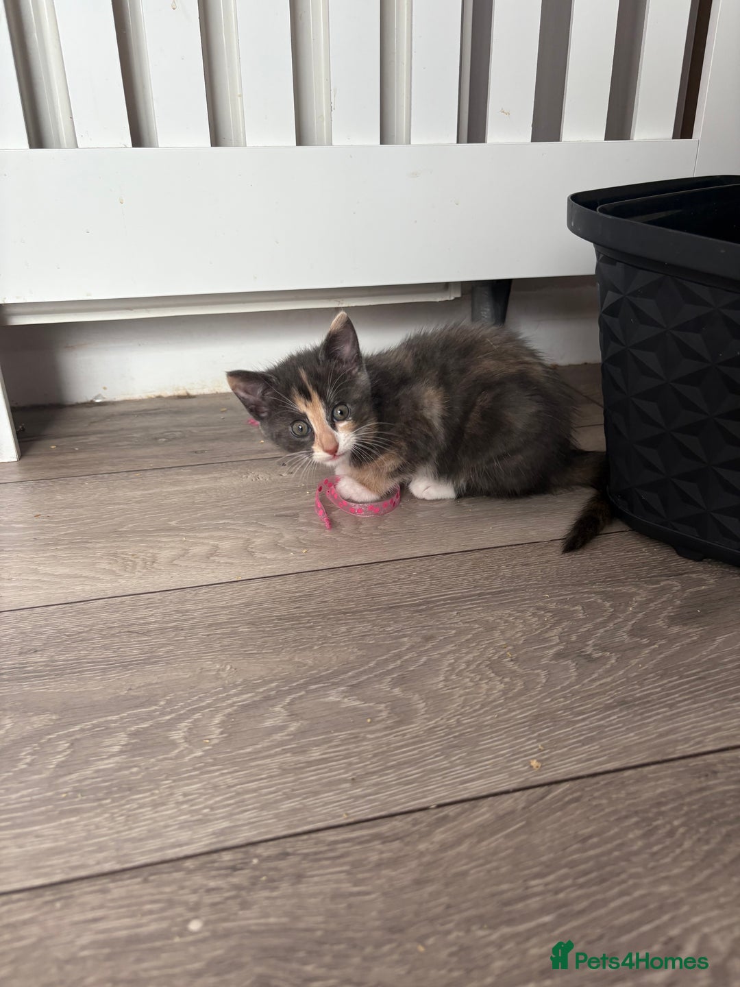 Domestic Shorthair cats for sale: Last little girl kitten from litter of 5  - Image 6