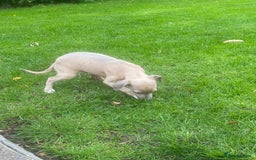Mixed Breed dogs for sale: 2 beautiful Italian greyhounds  - Image 6