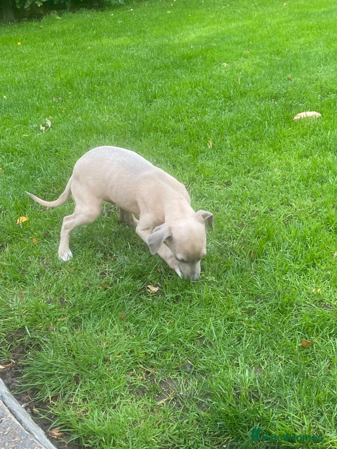 Mixed Breed dogs for sale: 2 beautiful Italian greyhounds  - Image 6