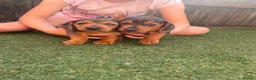 Dachshund dogs for sale: Dchshund miniature - Advert 10