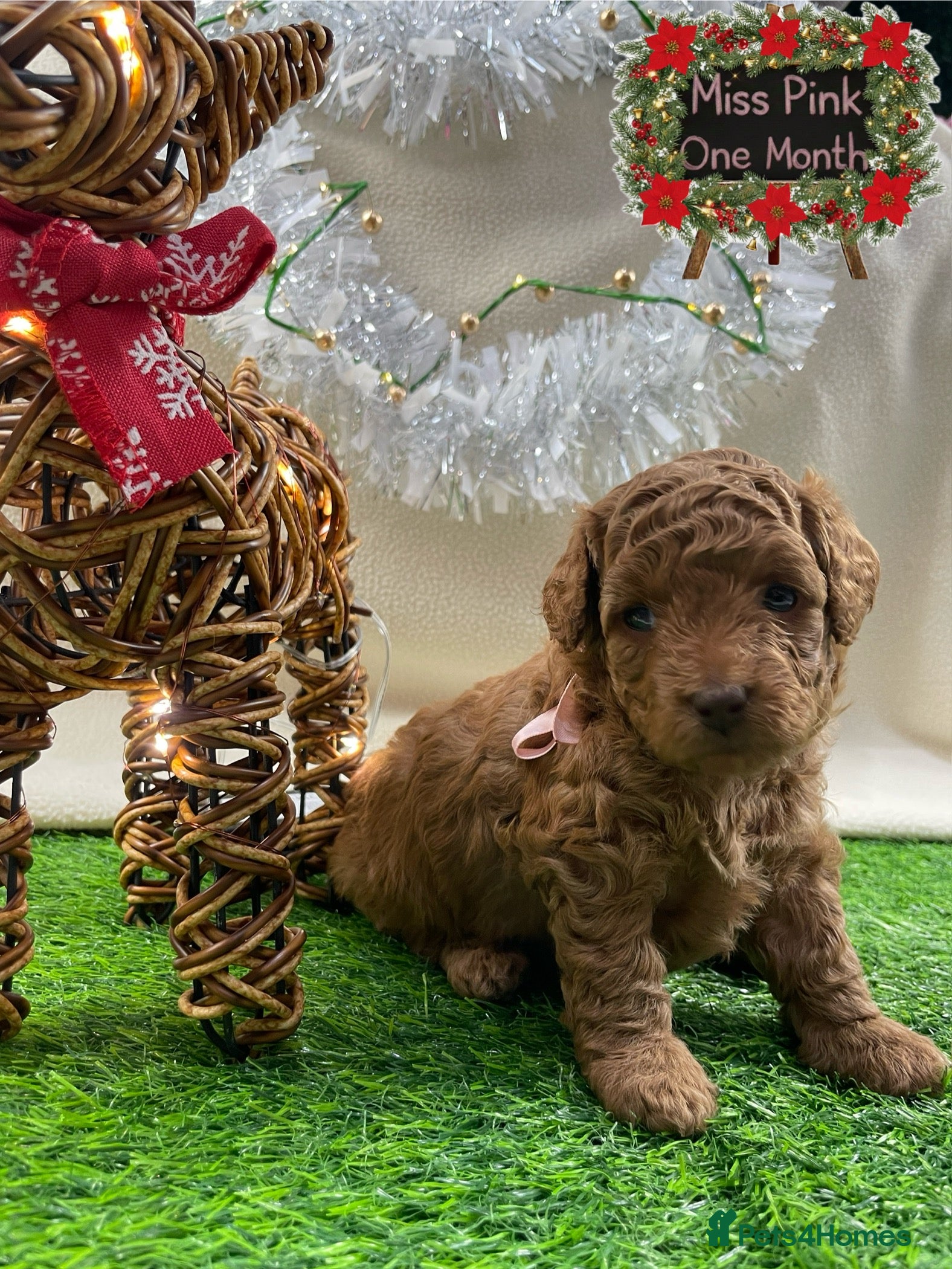 Cockapoo dogs Only 1 girl left: gorgeous tiny cockapoo - Advert 4