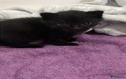 Maine Coon cats for sale: Beautiful Maine coon x kittens  - Image 4