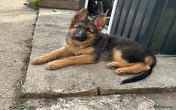 German Shepherd dogs for sale: German Shepherd Puppy  - Image 2