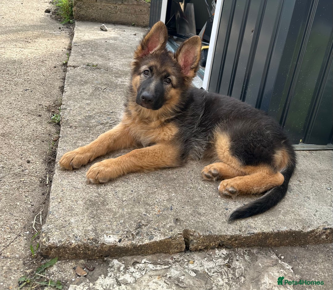 German Shepherd dogs for sale: German Shepherd Puppy  - Image 2