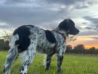 Cocker Spaniel dogs Cocker spaniel pups for sale - Advert 8