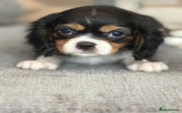 King Charles Spaniel dogs for sale: Beautiful cavalier puppies  - Image 25