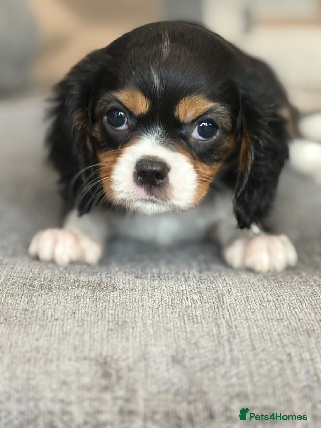 King Charles Spaniel dogs for sale: Beautiful cavalier puppies  - Image 25