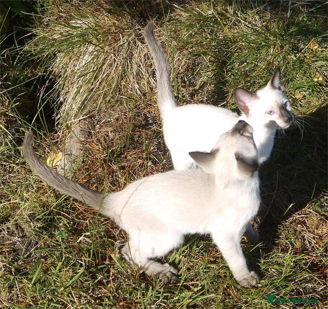 Siamese cats for sale: Siamese Kittens - Image 14