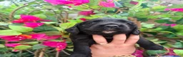 Cocker Spaniel dogs for sale: Fully health tested, KC Registered Cocker Spaniels in Chelmsford - Advert 7