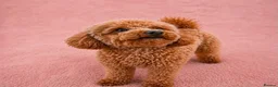 Toy Poodle dogs for sale: Beautiful Toy Poodle Puppies – Loving Homes Wanted - Advert 4