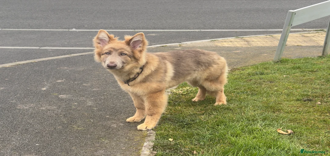 Gallery Image {{count}}