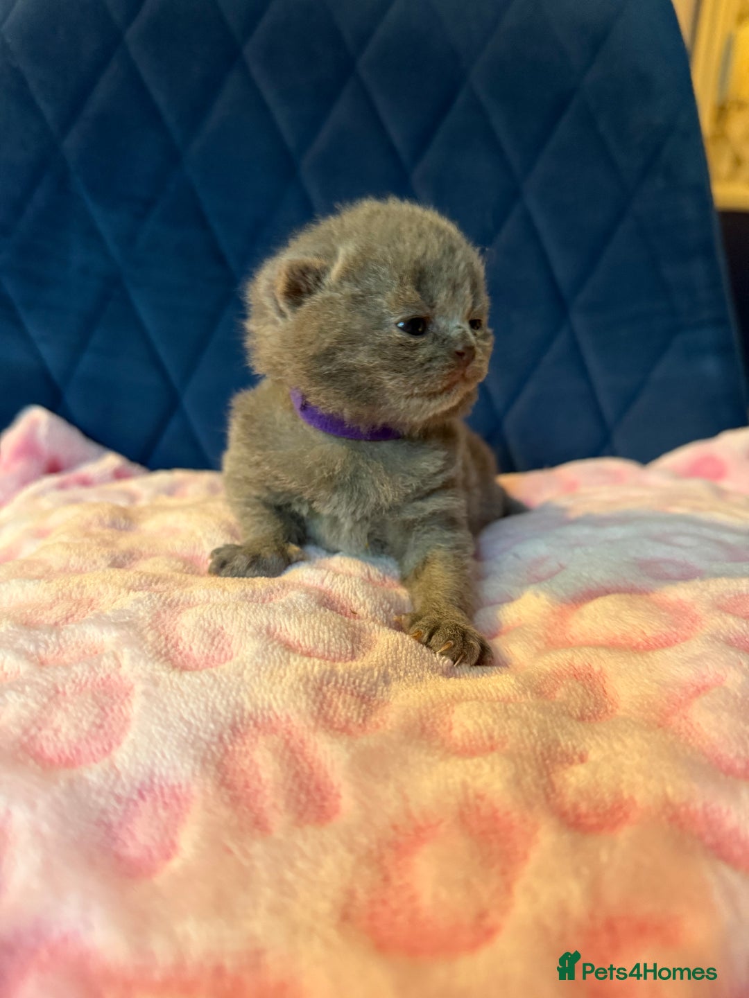 British Shorthair cats for sale: Pure British Shorthair Champion line 🥇🏆😻  - Image 31