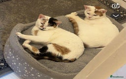 Mixed Breed cats for sale: Two cats for adoption - Image 1