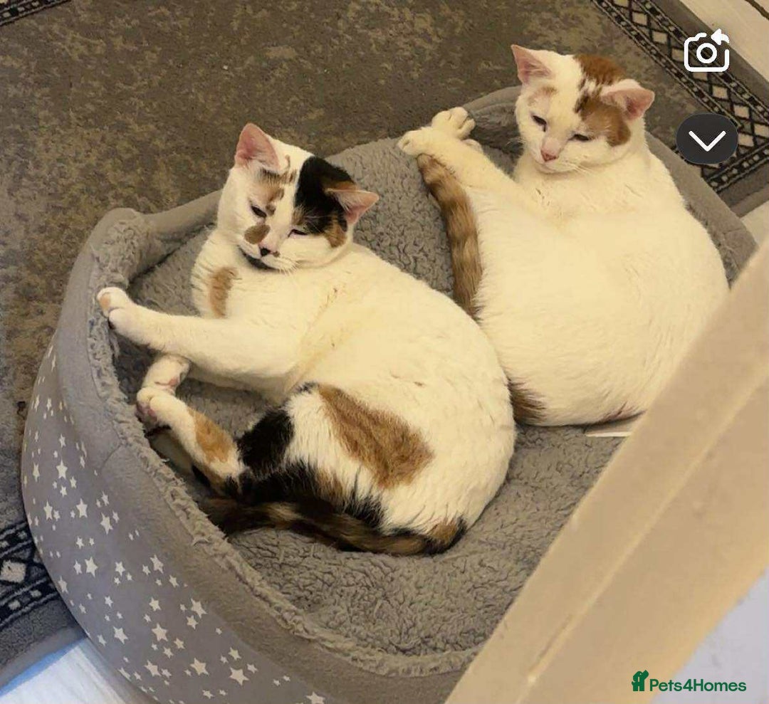 Mixed Breed cats for sale: Two cats for adoption - Image 1