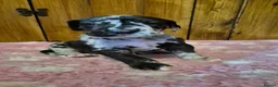 Great Dane dogs for sale: Beautiful KC Registered Great Danes Puppies - Advert 4