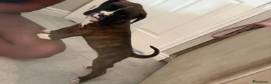Boxer 4