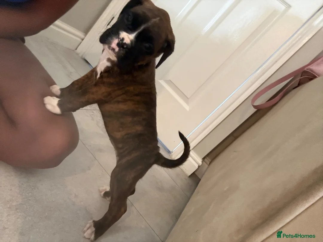 Boxer dogs for sale: ALL NOW HAVE DEPOSITS  - Advert 1