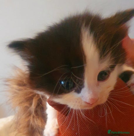 RagaMuffin cats - Advert 4