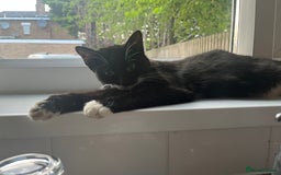 Mixed Breed cats for sale: Kitten  - Image 5