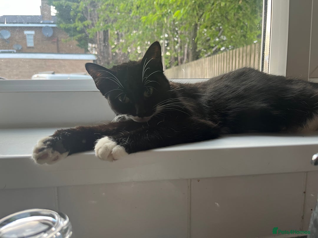 Mixed Breed cats for sale: Kitten  - Image 5