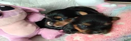 Yorkshire Terrier dogs for sale: 2 Sweter Yorkshire Terrier puppy in Swindon - Advert 8