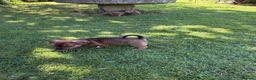 Jack Russell dogs for sale: Purebred smooth coat short leg jack russell pups  in Liskeard - Advert 6