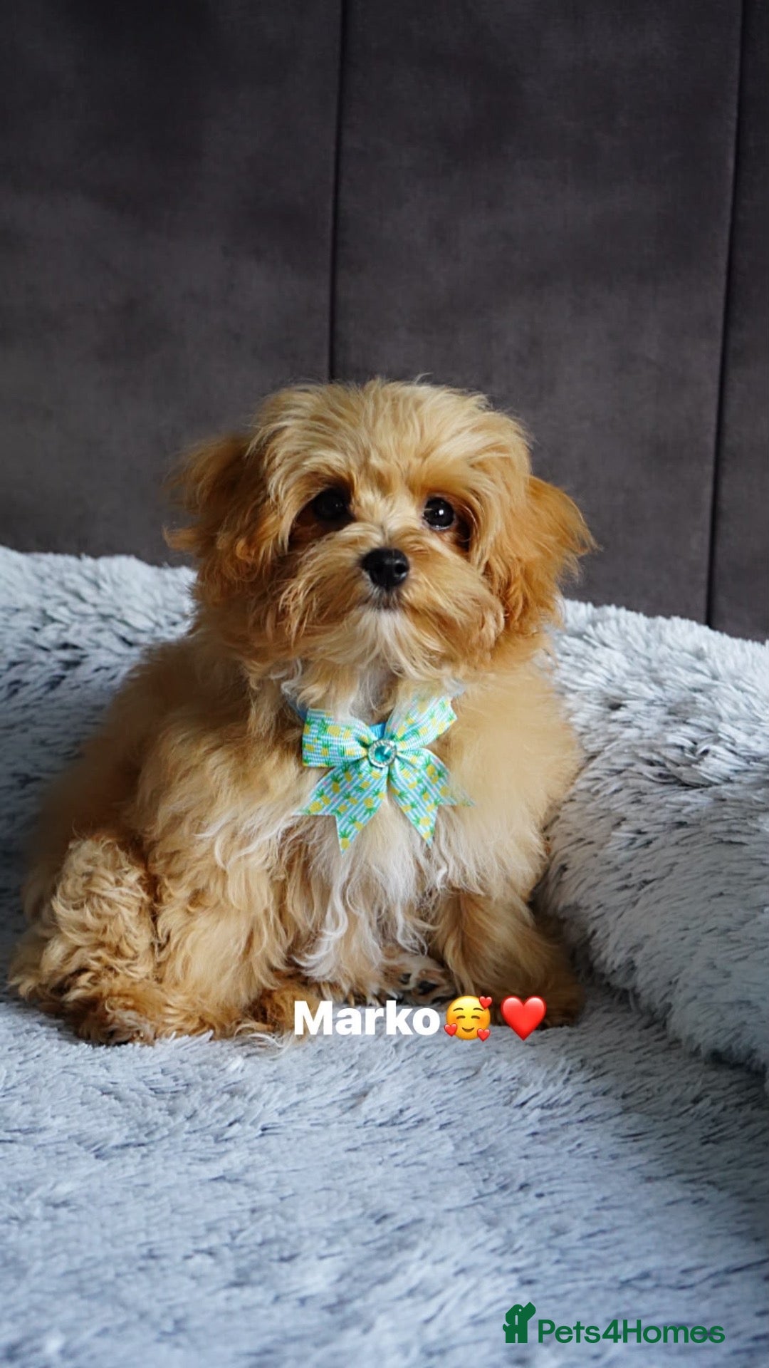 Maltipoo dogs Exceptional F1 Asian Maltipoo puppies - Advert 13